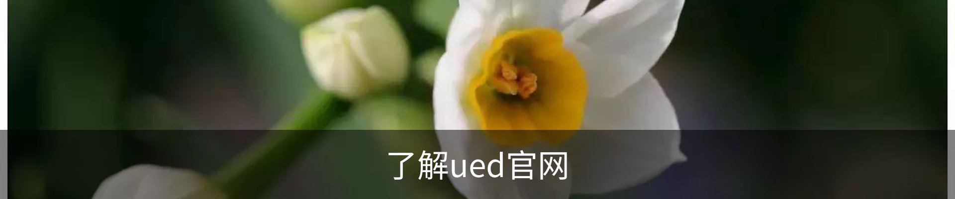 了解ued官网